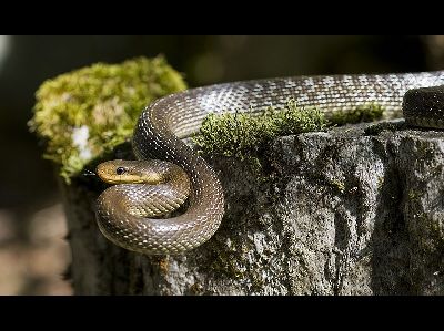 Snake  -  Aesculapian Snake