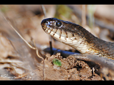 Snake  -  Northern Water Snake