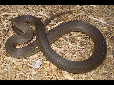 Snake  -  Pygmy Copperhead