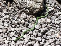 Rough Green Snake image