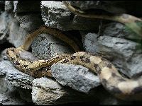 Trans-Pecos Rat Snake image