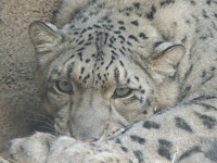 Snow Leopard image