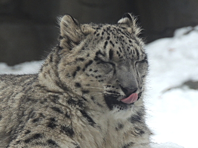 Snow Leopard  