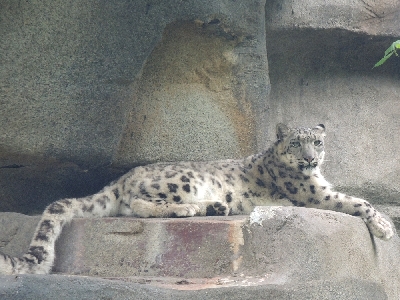 Snow Leopard  