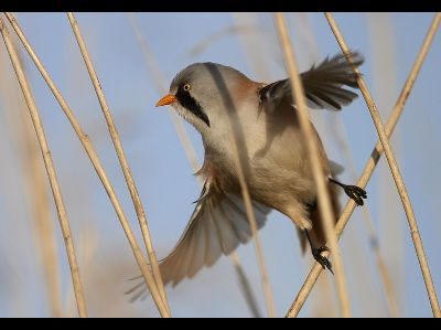 Songbird  -  Bearded Reedling
