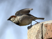 House Sparrow image