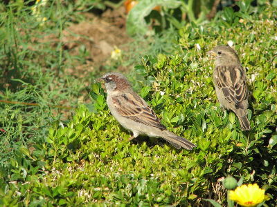Sparrow  -  House Sparrow