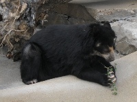 Spectacled Bear image
