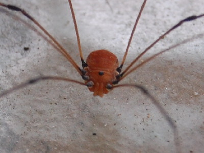 Spider  -  Cellar Spider