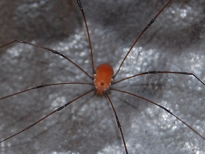 Spider  -  Cellar Spider