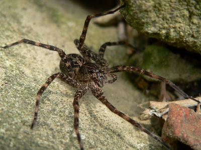 Spider  -  Fishing Spider