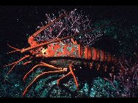 Spiny Lobster image