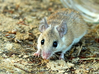 Cairo Spiny Mouse image