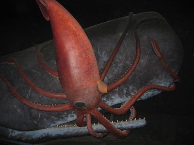 Squid  -  Giant Squid