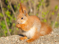 Red Squirrel image