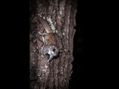 Squirrel  -  Southern Flying Squirrel