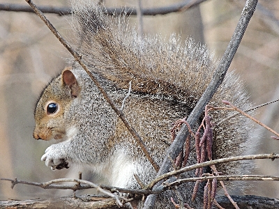 Squirrel  