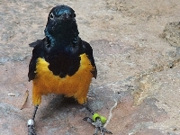 Golden-breasted Starling image