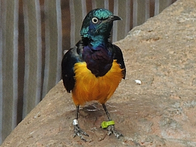 Starling  -  Golden-breasted Starling