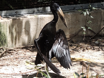 Stork  -  African Openbill