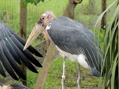 Stork  -  Marabou Stork