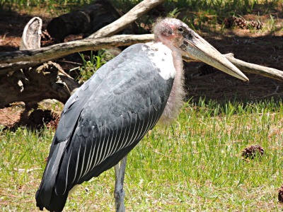 Stork  -  Marabou Stork