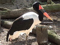 Saddle-billed Stork image