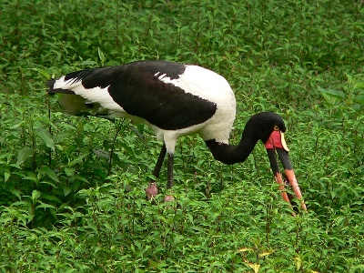 Stork  -  Saddle-billed Stork