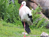 White Stork image