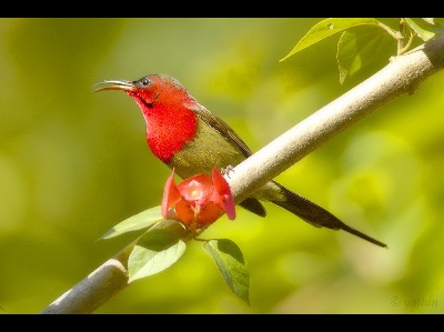 Sunbird  -  Crimson Sunbird