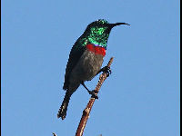 Southern Double-collared Sunbird image