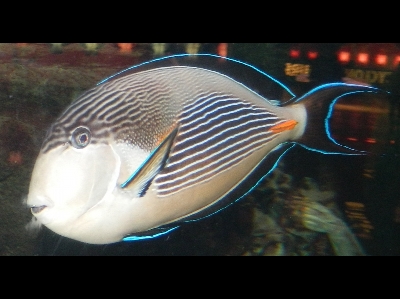 Surgeonfish  -  Sohal Surgeonfish