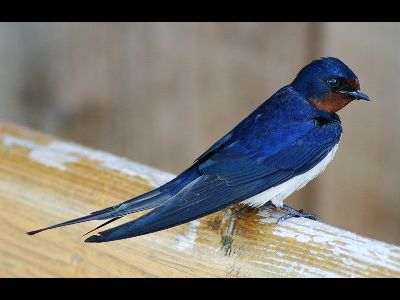 Swallow  -  Barn Swallow
