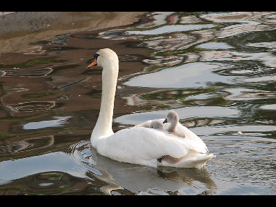 Swan  -  Mute Swan