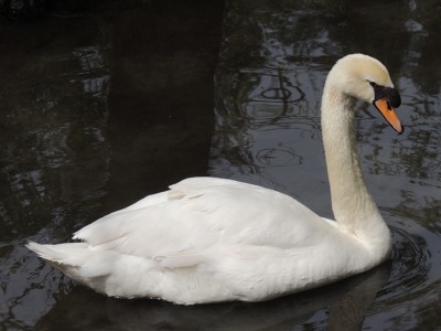 Swan  -  Mute Swan