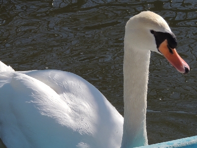 Swan  