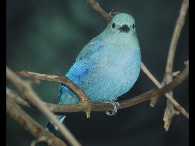 Tanager  -  Blue-gray Tanager