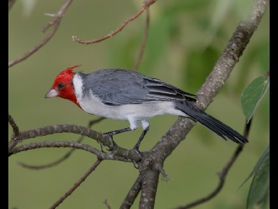 Tanager  -  Red-crested Cardinal