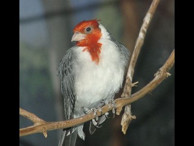 Tanager  -  Red-crested Cardinal
