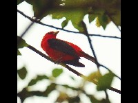 Scarlet Tanager image
