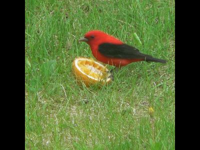 Tanager  -  Scarlet Tanager