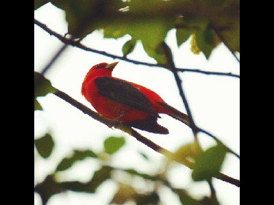 tanager/tanager_Scarlet_Tanager