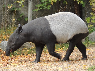 Tapir  -  Malayan Tapir