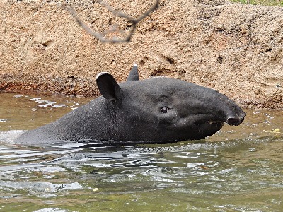 Tapir  -  Malayan Tapir