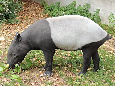 Tapir  