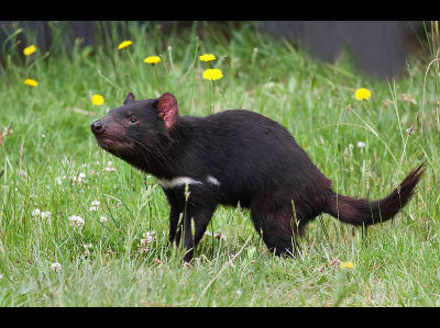Tasmanian Devil  