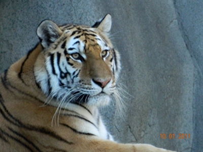 Tiger  