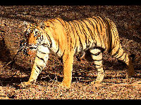 Bengal Tiger image