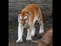 Golden Tiger image