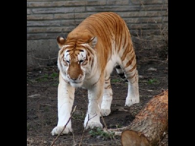 Tiger  -  Golden Tiger